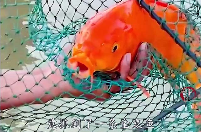 抖音快手做抓鱼短视频账号怎样变现？