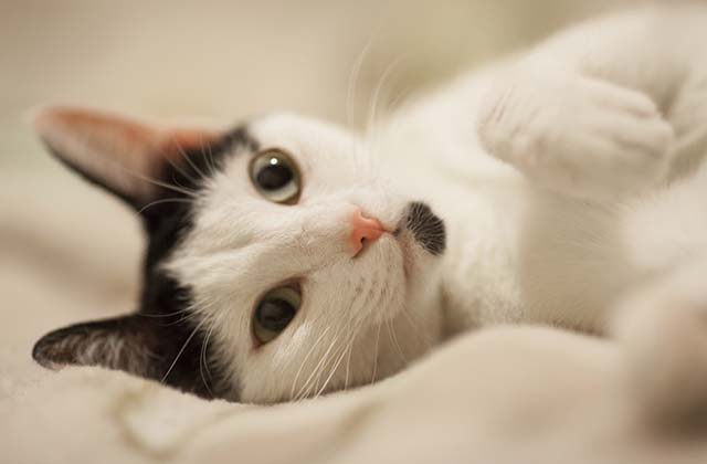 小猫宠物自媒体好做吗，宠物自媒体怎么做